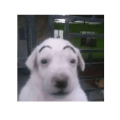 Stickers de Perros para WhatsApp