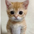 Stickers de Gatos para WhatsApp