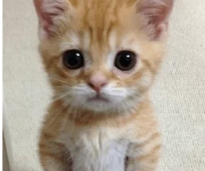 Stickers de Gatos para WhatsApp