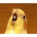 Stickers de Aves para WhatsApp
